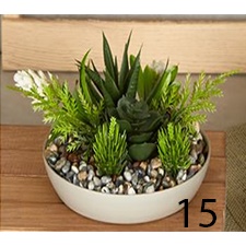 Γλαστράκι με φυτό Νο15